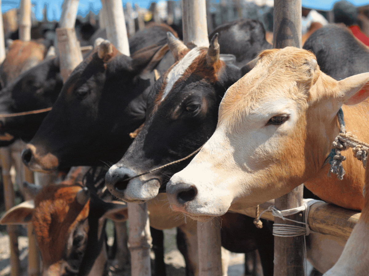 West Bengal cow slaughter Ban