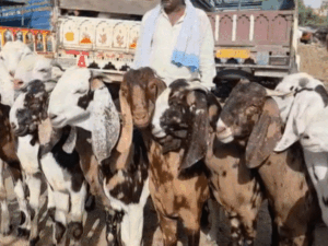 नाम शाहरूख-सलमान, खाते हैं काजू-बादाम, पीते हैं घी-दूध:दुबई के शेखों की पहली पसंद राजस्थान के बकरे, अमेरिका-ईरान युद्ध से एक्सपोर्ट ठप | ACTPnews