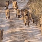 Gujarat Gir Lions Deaths | Babesiosis Virus Suspected | ACTPnews