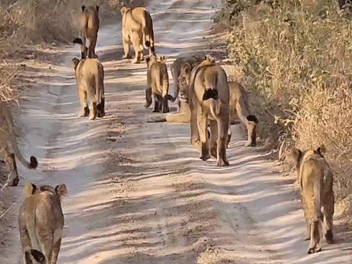 Gujarat Gir Lions Deaths | Babesiosis Virus Suspected