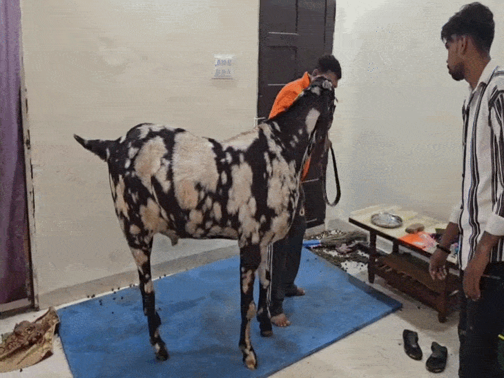 220 किलो का बकरा, 5 फीट हाइट:इंदौर का सुल्तान रोज 2 लीटर दूध, 250 ग्राम ड्राइफ्रूट खाता है; ₹8 लाख लग चुकी कीमत | ACTPnews