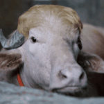 Bangladesh Trump Buffalo Eid Sacrifice Stopped | ACTPnews