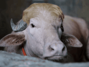 Bangladesh Trump Buffalo Eid Sacrifice Stopped | ACTPnews