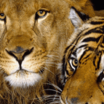 MPs tiger and gujarat lion dies of suspected CDV | ACTPnews