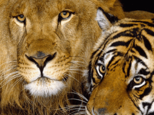 MPs tiger and gujarat lion dies of suspected CDV | ACTPnews