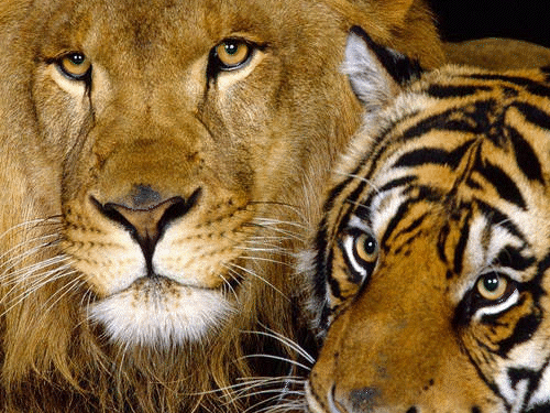 MPs tiger and gujarat lion dies of suspected CDV