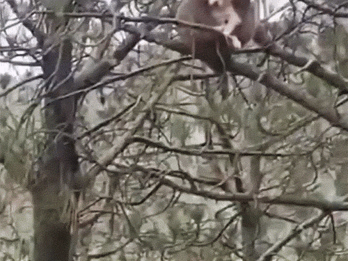 हिमाचल में कुत्ते को लेकर पेड़ पर चढ़ा बंदर,VIDEO:20 फुट ऊंचाई पर 10 मिनट तक बैठे रहे, कुत्ता भी नहीं घबराया; फिर नीचे लाकर छोड़ा | ACTPnews