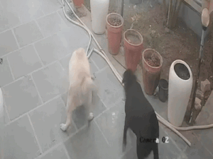 मालिक को बचाने के लिए कोबरा से भिड़ी फीमेल डॉग,VIDEO:25 सेकेंड लड़े दोनों, मुंह-पंजे पर डंक मारा; 8 मिनट में लैब्रा ने दम तोड़ा | ACTPnews