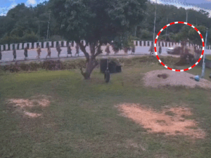 थाइलैंड में बच्चे ने 10 बौद्ध भिक्षुओं को कुचला, VIDEO:बिना इजाजत पिकअप ट्रक चला रहा था; पुलिस ने अभी तक केस दर्ज नहीं किया | ACTPnews