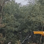 उत्तराखंड में फोरलेन प्रोजेक्ट के विरोध में मनेगा 'ब्लैक हरेला':एलीफेंट कॉरिडोर में पेड़ काटने पर उठे सवाल; पर्यावरणविद बोले- कोर्ट में मामला, फिर कटाई क्यों? | ACTPnews