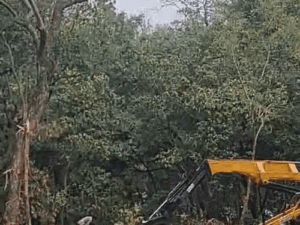 उत्तराखंड में फोरलेन प्रोजेक्ट के विरोध में मनेगा 'ब्लैक हरेला':एलीफेंट कॉरिडोर में पेड़ काटने पर उठे सवाल; पर्यावरणविद बोले- कोर्ट में मामला, फिर कटाई क्यों? | ACTPnews