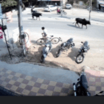 Supreme Court on Stray Cattle Accidents: Compensation Rules Mandated | ACTPnews