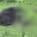 Kanker Bear Attack | Siblings Killed, Villagers Terrorized | ACTPnews