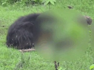 Kanker Bear Attack | Siblings Killed, Villagers Terrorized | ACTPnews