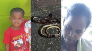आधी रात घर में घुसे 2 सांप, मां-बेटे को काटा, दोनों की मौत, बाल-बाल बचे पिता और बेटी | ACTPnews