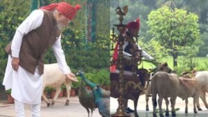 ‘दोस्त’ मोर को दिया दाना, गाय को खिलाया चारा; पीएम मोदी ने शेयर किया स्वतंत्रता दिवस का खास वीडियो | ACTPnews