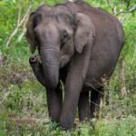 ”हाथियों के रास्ते में रुकावट नहीं डाल सकते राज्य”, सुप्रीम कोर्ट ने केंद्र को नए सिरे से सर्वे कराने का दिया निर्देश | ACTPnews