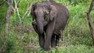 ”हाथियों के रास्ते में रुकावट नहीं डाल सकते राज्य”, सुप्रीम कोर्ट ने केंद्र को नए सिरे से सर्वे कराने का दिया निर्देश | ACTPnews