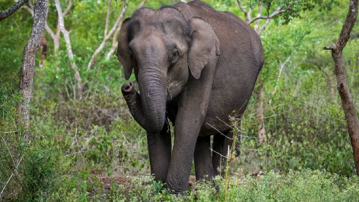 ''हाथियों के रास्ते में रुकावट नहीं डाल सकते राज्य'', सुप्रीम कोर्ट ने केंद्र को नए सिरे से सर्वे कराने का दिया निर्देश