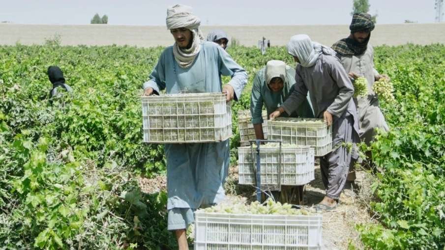 Afghanistan Grape Farmers Crisis, Pakistan Afghanistan Border Closure