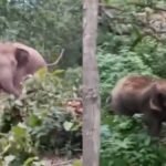 हाथी को भगाने गया था वनकर्मी, गुस्साए हाथी ने पलट दिया खेल, आम के पेड़ पर चढ़कर बचानी पड़ी जान, देखें Video | ACTPnews