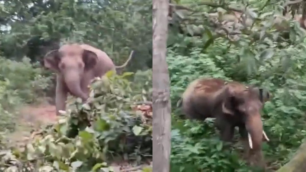 हाथी को भगाने गया था वनकर्मी, गुस्साए हाथी ने पलट दिया खेल, आम के पेड़ पर चढ़कर बचानी पड़ी जान, देखें Video | ACTPnews
