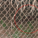 Jaipur Tiger Attack Video; Nahargarh Biological Park | ACTPnews