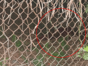 Jaipur Tiger Attack Video; Nahargarh Biological Park | ACTPnews