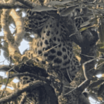 Kota Leopard Rescue Operation LIVE Photos Update; CB Garden | ACTPnews