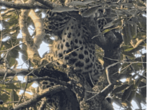 Kota Leopard Rescue Operation LIVE Photos Update; CB Garden | ACTPnews