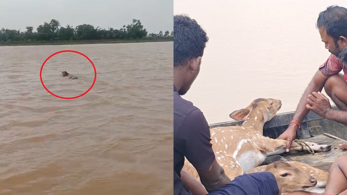 बच्चा बहा तो जान की परवाह किए बिना नदी में कूद गई मां हिरण, दोनों का हुआ रेस्क्यू; देखें VIDEO