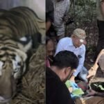 बिहार की बाघिन ने भरी ‘संरक्षण की उड़ान’, IAF के विशेष विमान से बक्सा टाइगर रिजर्व भेजा गया | ACTPnews