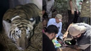 बिहार की बाघिन ने भरी ‘संरक्षण की उड़ान’, IAF के विशेष विमान से बक्सा टाइगर रिजर्व भेजा गया | ACTPnews