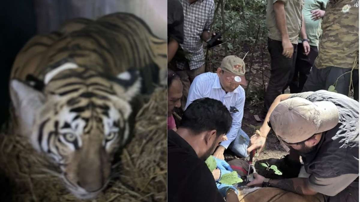 बिहार की बाघिन ने भरी 'संरक्षण की उड़ान', IAF के विशेष विमान से बक्सा टाइगर रिजर्व भेजा गया